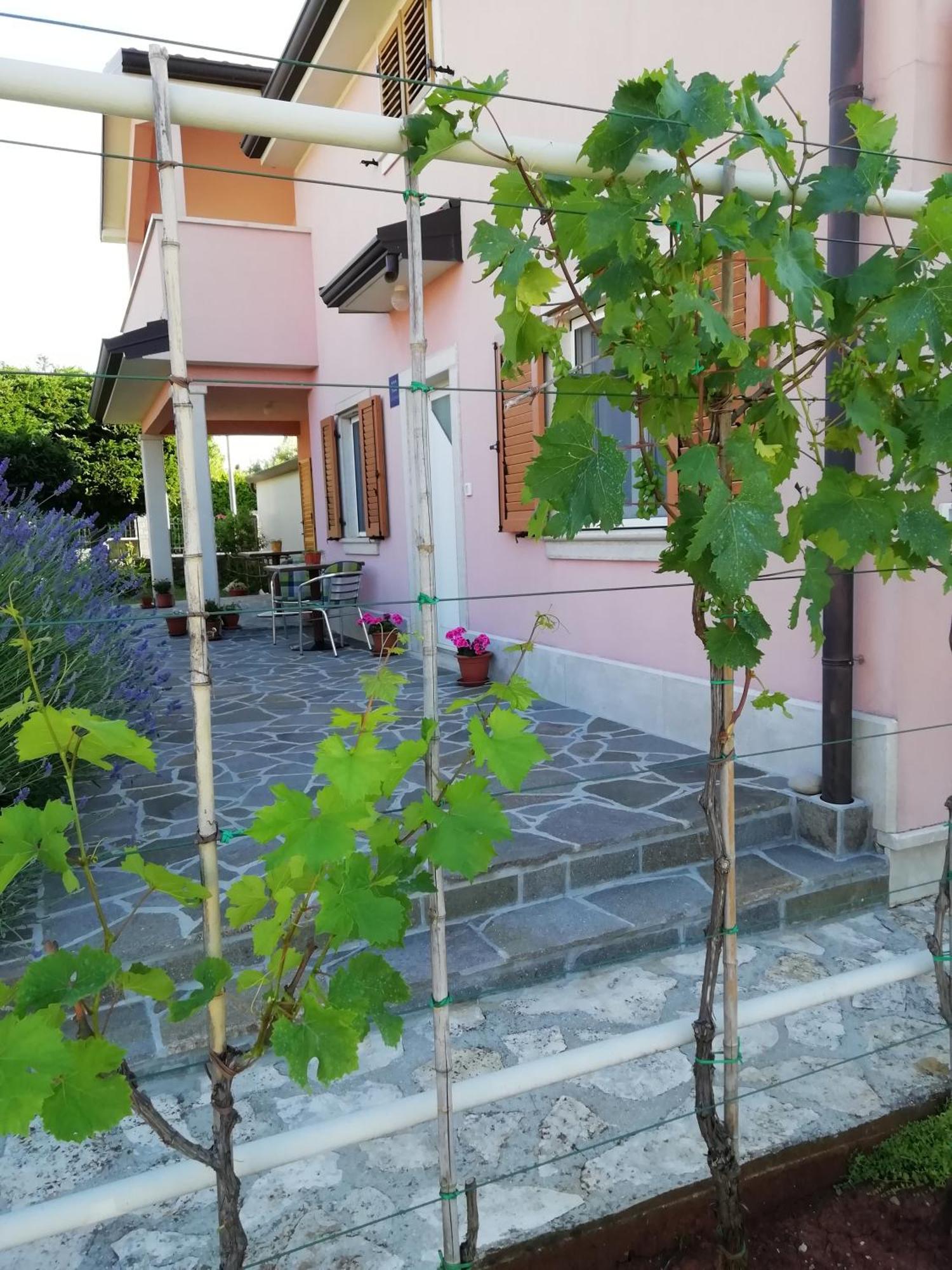 Apartmani Vesna Buje Buitenkant foto